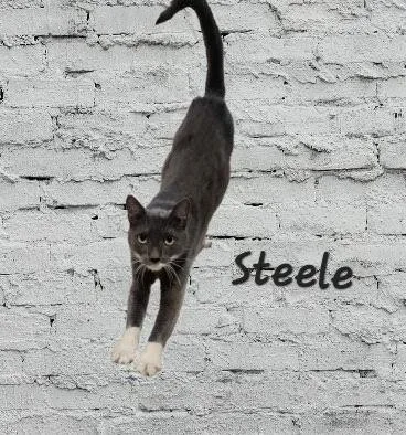 Steele Oldmanbigheart thumbnail 2