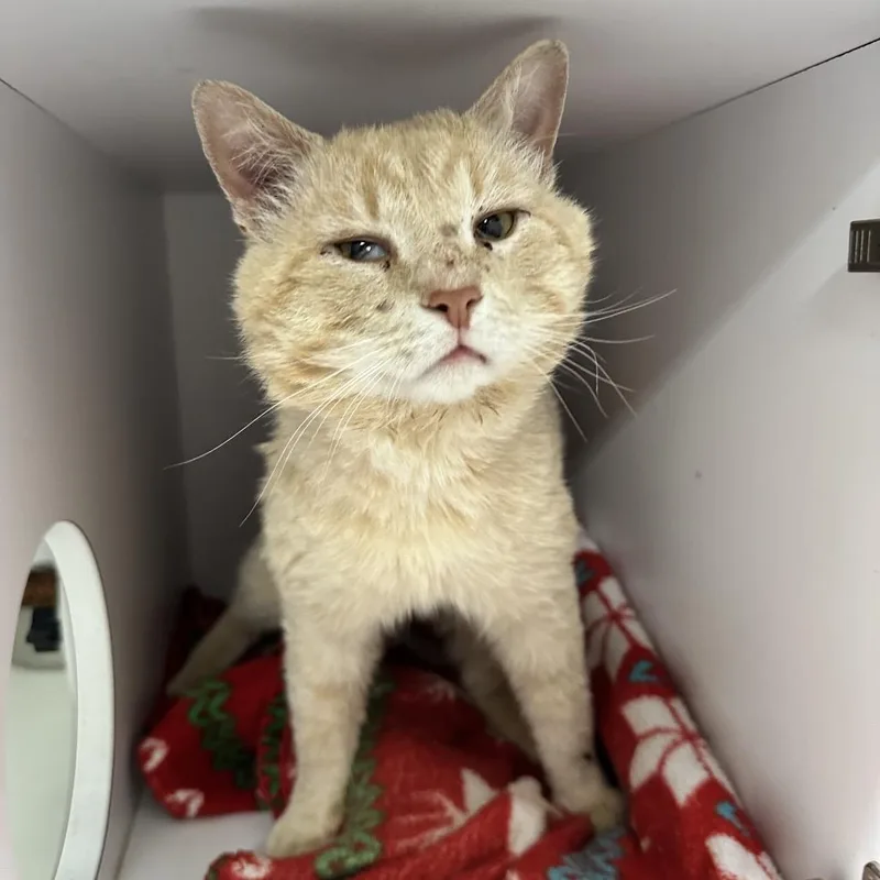 An adult small-sized male Orange / Red Domestic Short Hair cat named Momo for adoption in Columbus, NC