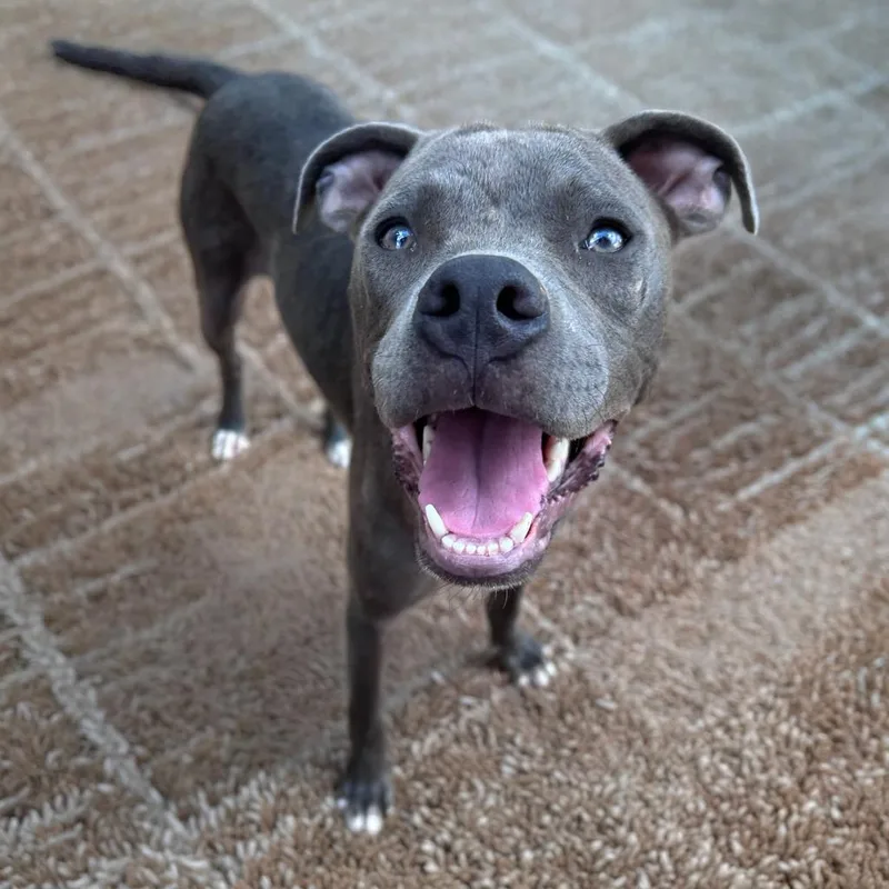 A young medium-sized female Pit Bull Terrier dog named Remington for adoption in Little Rock, AR