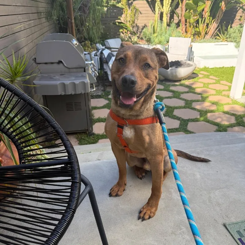 Johnny Blaze thumbnail 3