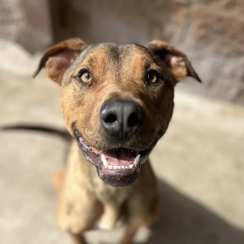 Johnny Blaze thumbnail 4