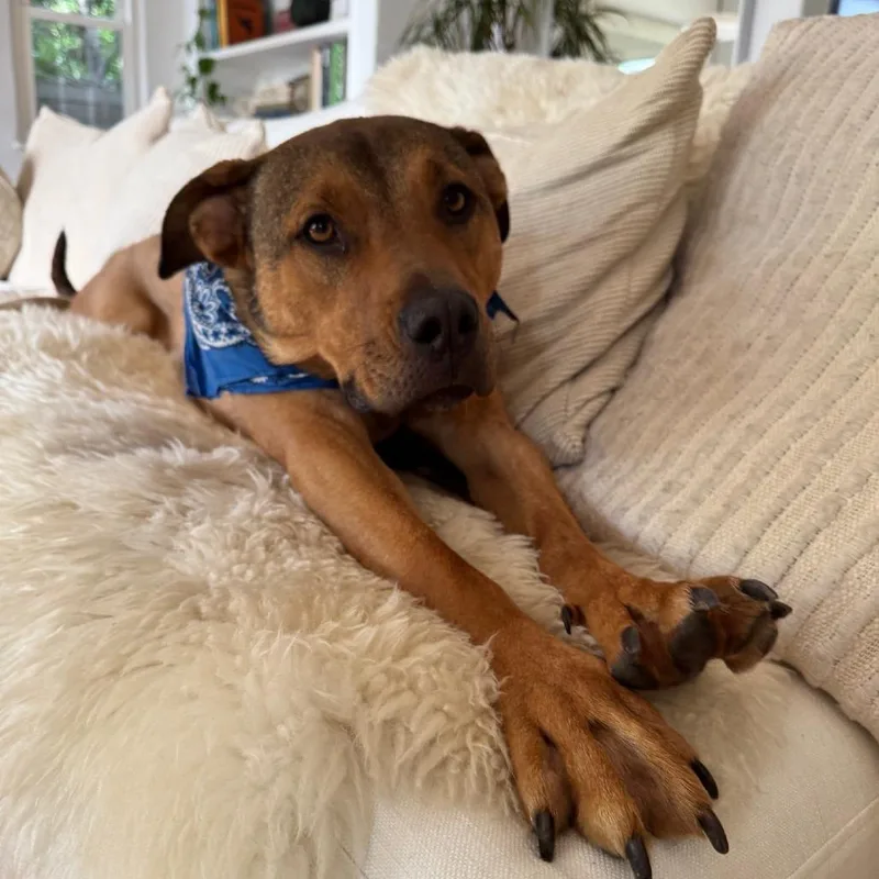 Johnny Blaze thumbnail 5