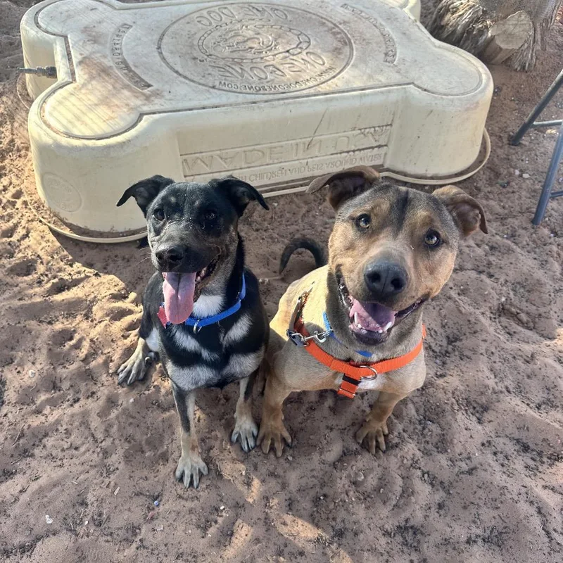 Johnny Blaze thumbnail 6