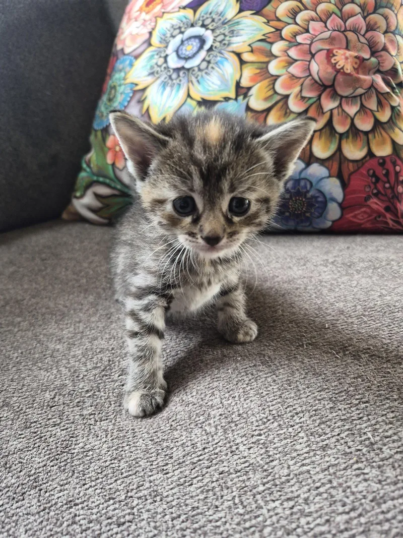A baby small-sized female Domestic Medium Hair cat named C Litter Blossom for adoption in Livonia, MI