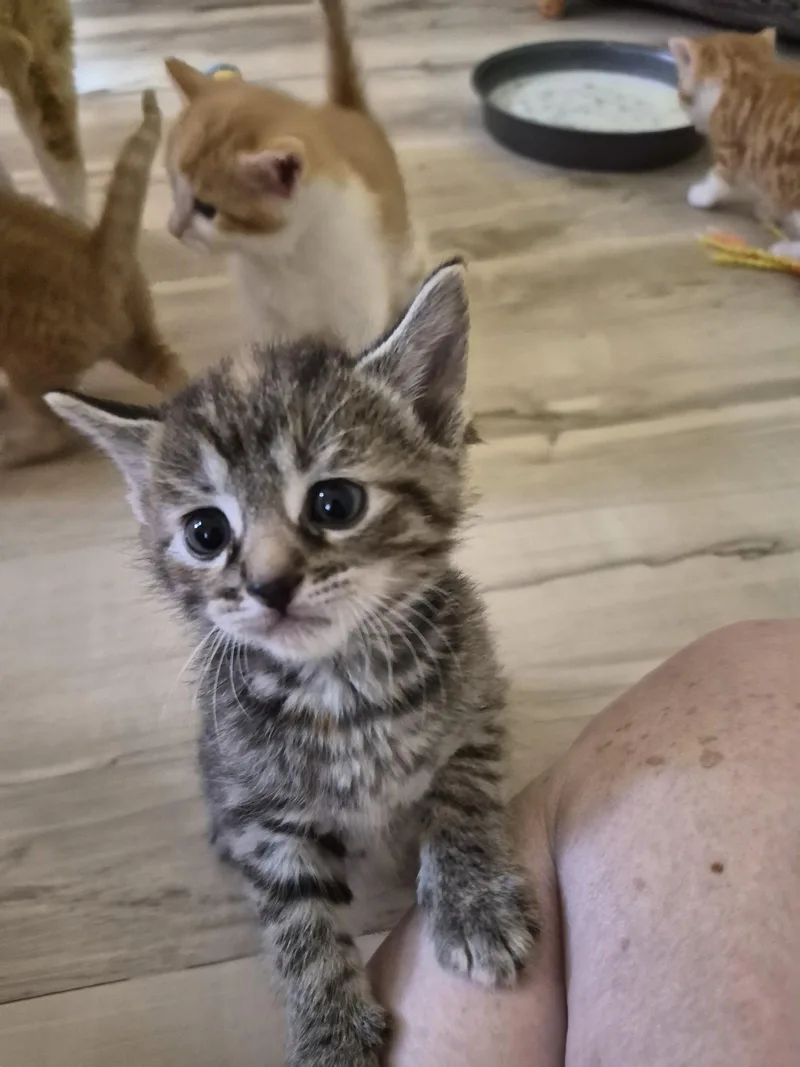 C Litter Blossom thumbnail 3