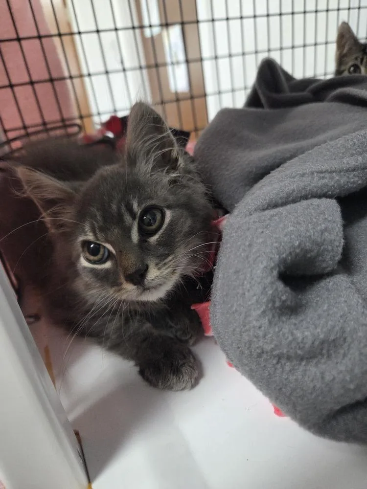 A baby small-sized male Gray & White Domestic Short Hair cat named Juniper for adoption in Salmon, ID