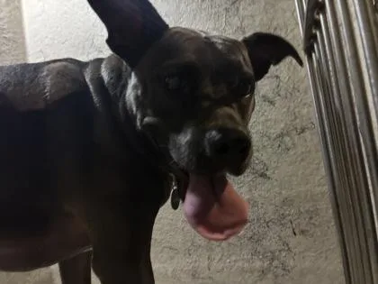 An adult medium-sized female American Staffordshire Terrier dog named Shadow for adoption in Gainesville, FL