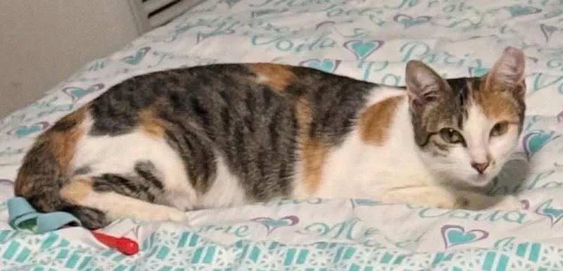 A young medium-sized female Torbie Domestic Short Hair cat named Misty for adoption in Franklin, MA