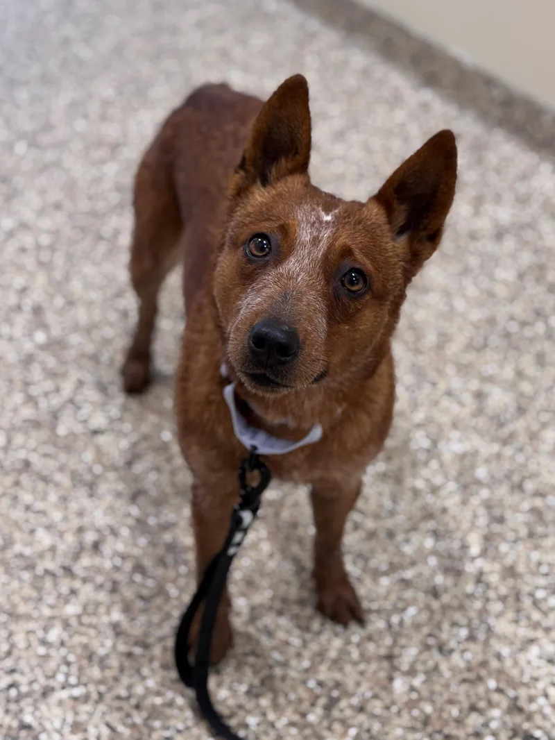 A young small-sized female Australian Cattle Dog / Blue Heeler dog named Raven for adoption in Hackensack, MN
