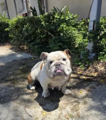 An adult large-sized female English Bulldog dog named Honey for adoption in San Pedro, CA