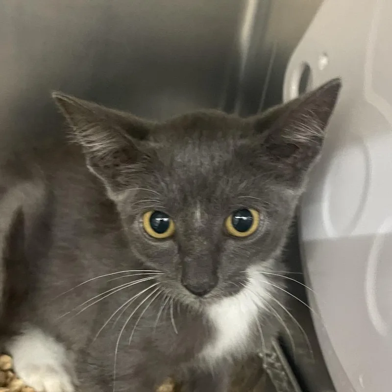 A baby small-sized male Domestic Short Hair cat named Bruce for adoption in West Palm Beach, FL