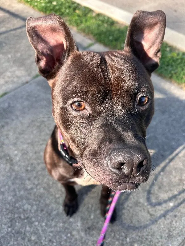 An adult large-sized male Black Mixed Breed dog named Milk Boy for adoption in Cincinnati, OH