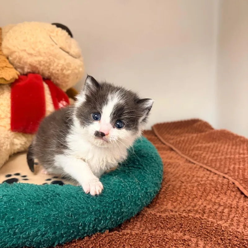 A baby small-sized male Black Domestic Short Hair cat named Piglet for adoption in Harrisonburg, VA