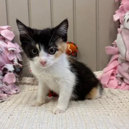 A baby small-sized female Calico Domestic Short Hair cat named Cinco for adoption in Long Beach, CA