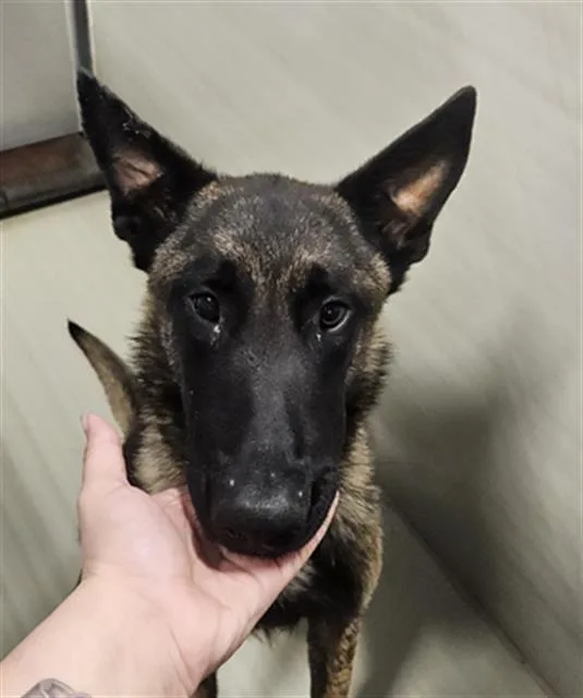 A young medium-sized male Black Belgian Shepherd / Malinois dog named Cain URGENT for adoption in Thousand Oaks, CA