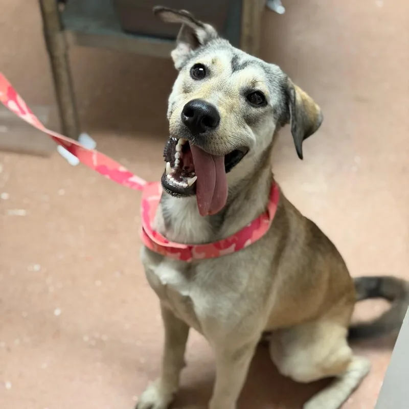 An adult medium-sized male Shepherd dog named Carlisle for adoption in Fort Smith, AR