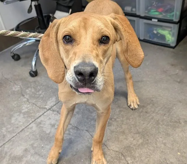 A young small-sized male English Coonhound dog named King for adoption in Tucson, AZ