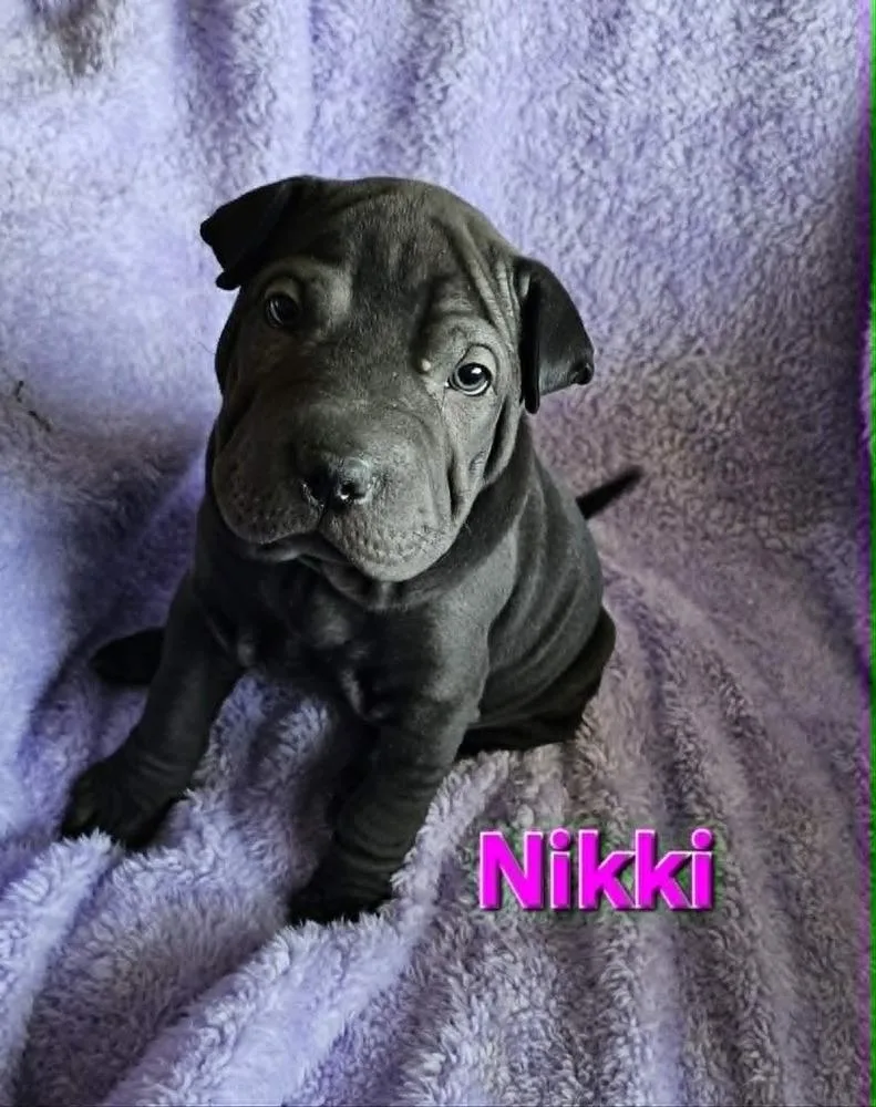 A baby medium-sized female Black Shar-Pei dog named Nikki for adoption in Peoria, IL