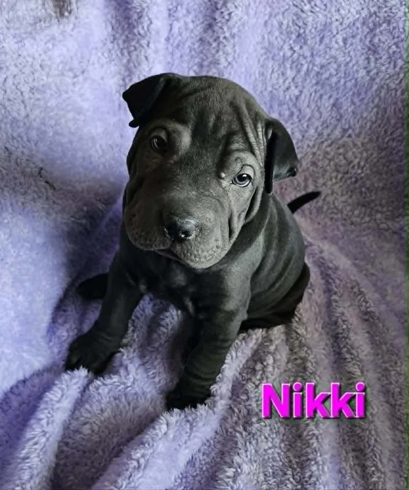 Nikki thumbnail 2