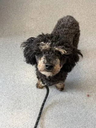 An adult small-sized male Poodle dog named Baxter for adoption in West Chester, PA