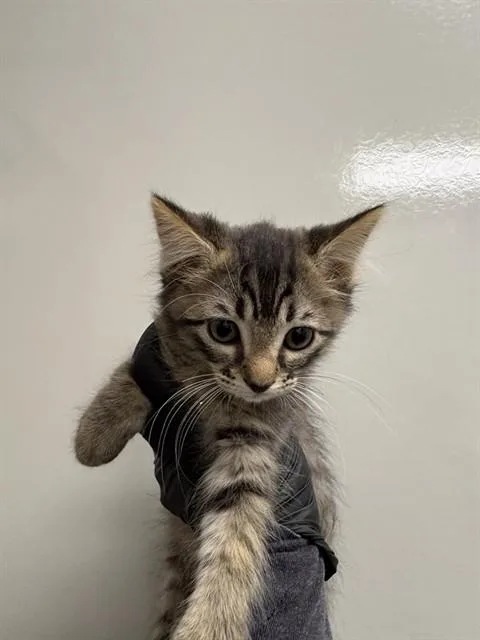 A baby small-sized female Domestic Short Hair cat named Mocha for adoption in Ontario, CA