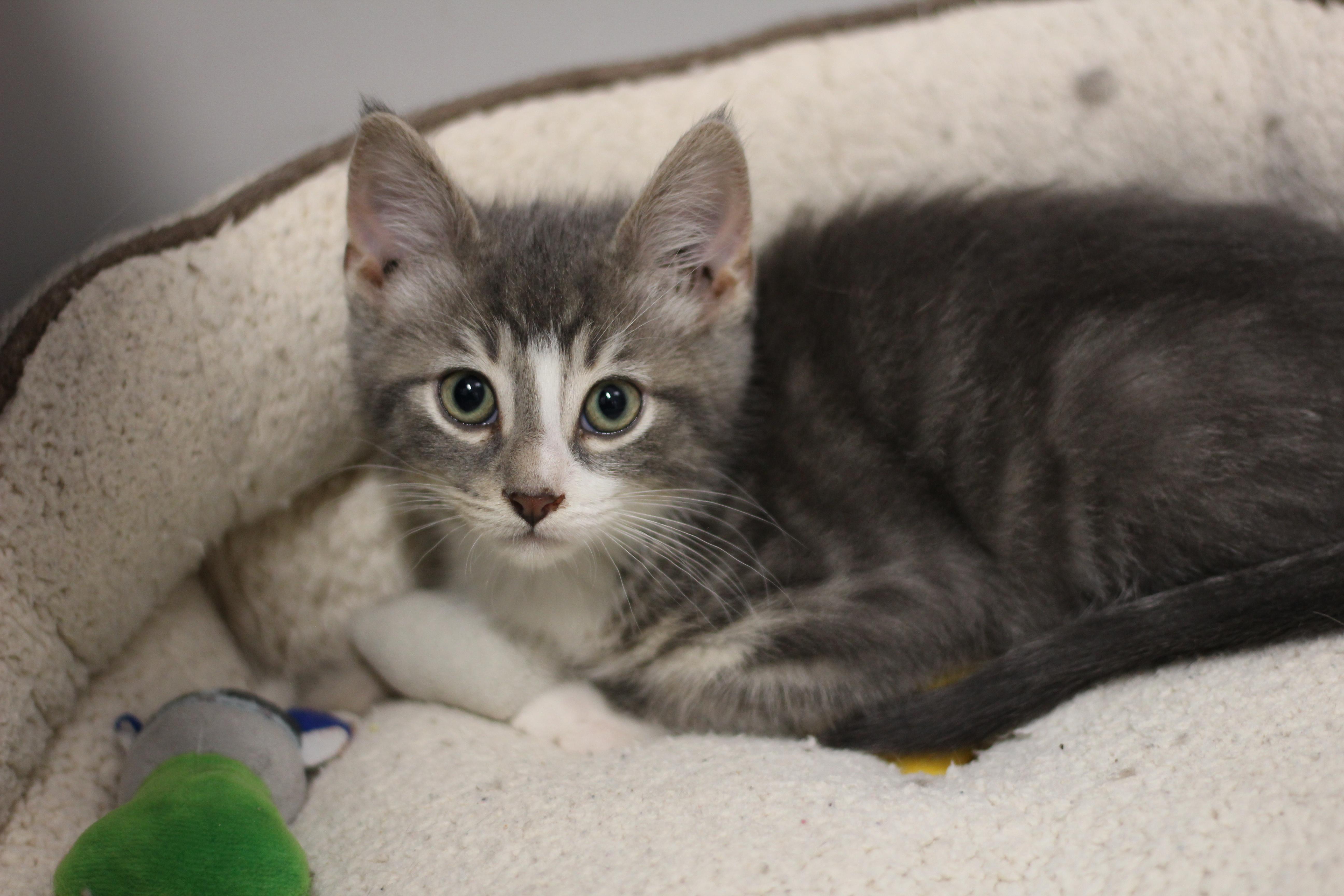 A baby medium-sized male Gray & White Domestic Short Hair cat named Earl for adoption in Rockford, IL