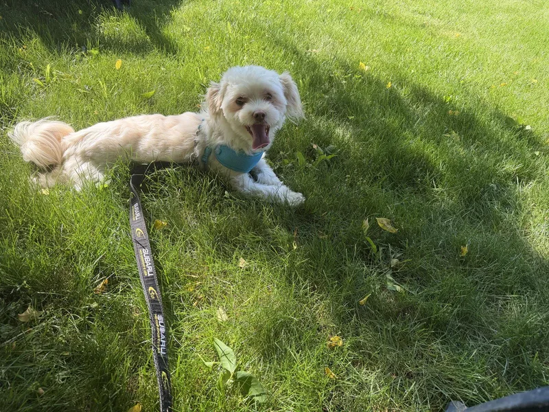 Baxter Os Laudone