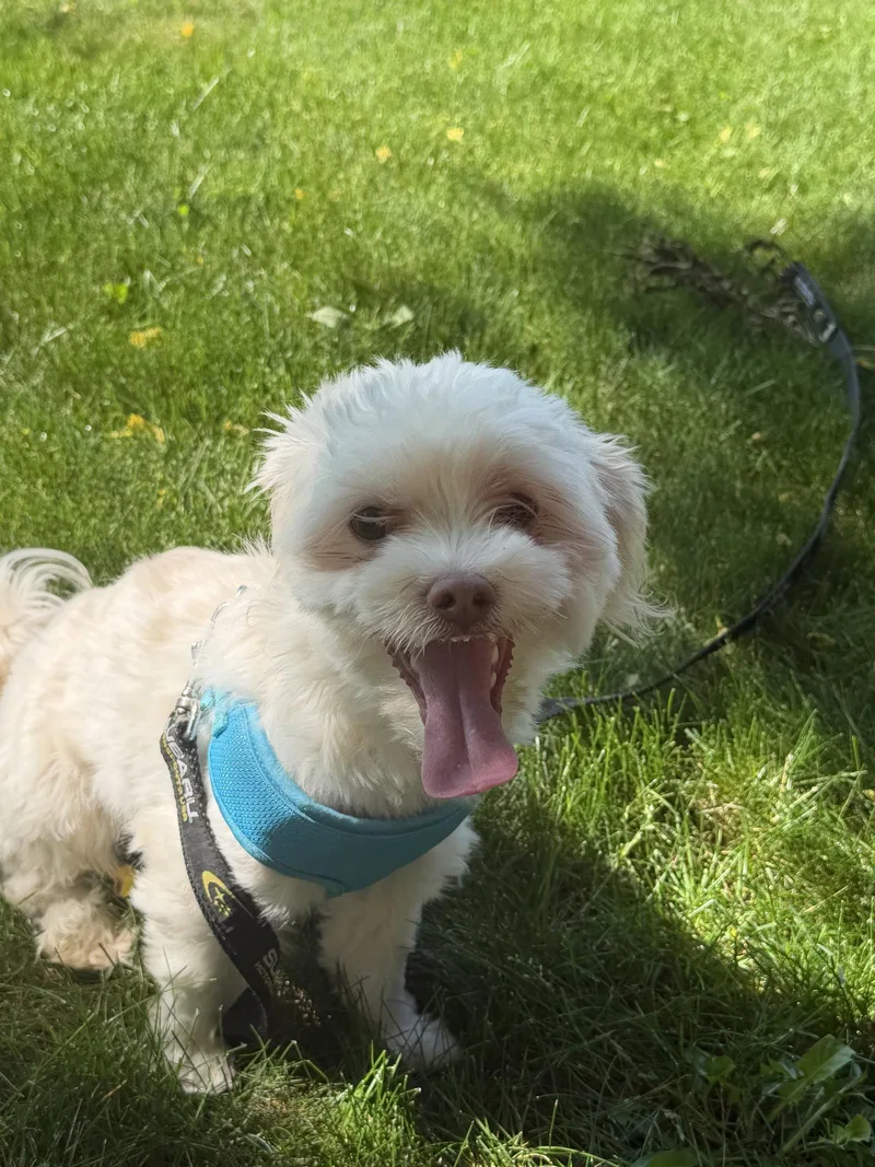 Baxter Os Laudone thumbnail 3