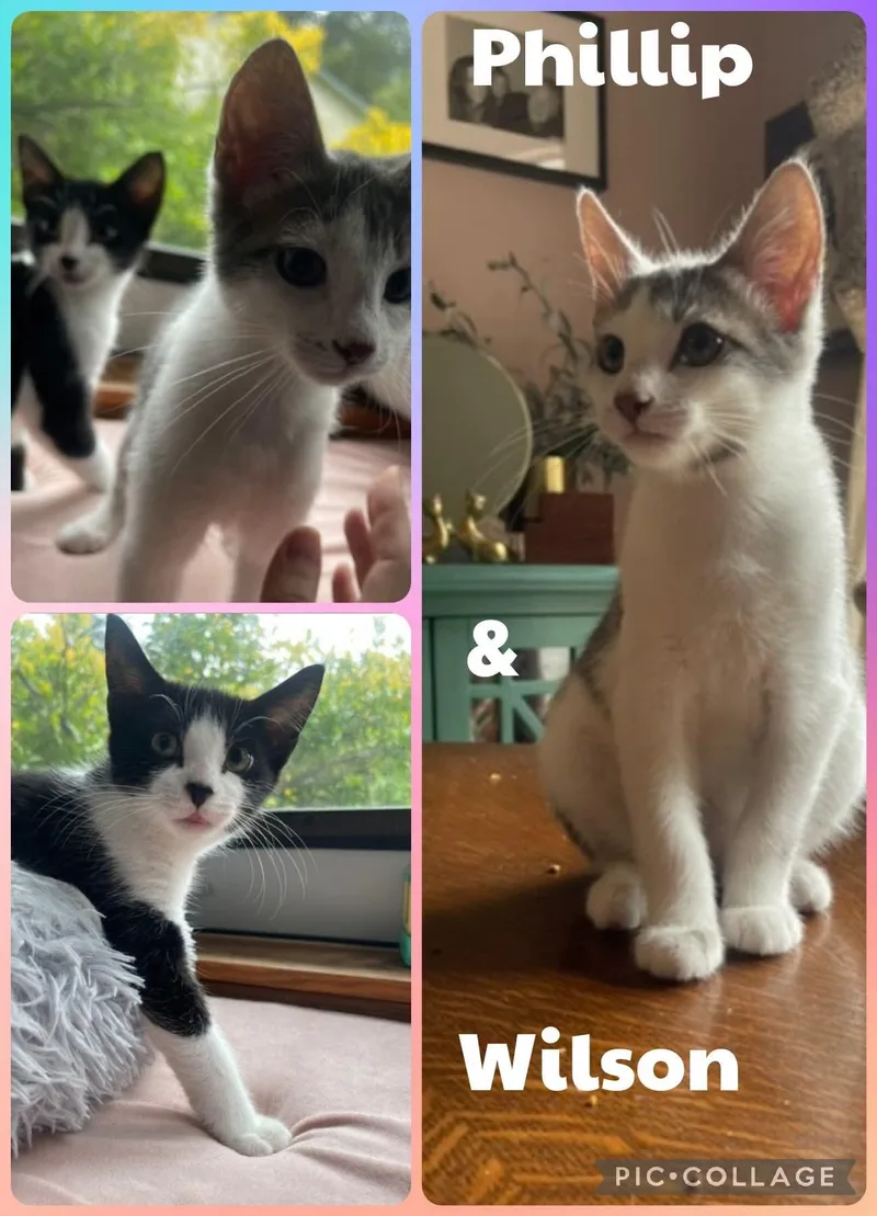 A baby small-sized male Gray & White Domestic Short Hair cat named Philip and Wilson for adoption in Newberg, OR