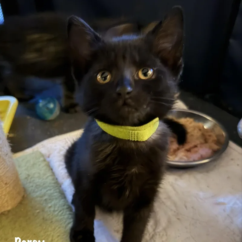 A baby large-sized male Black Domestic Short Hair cat named Percy for adoption in East Hartford , CT