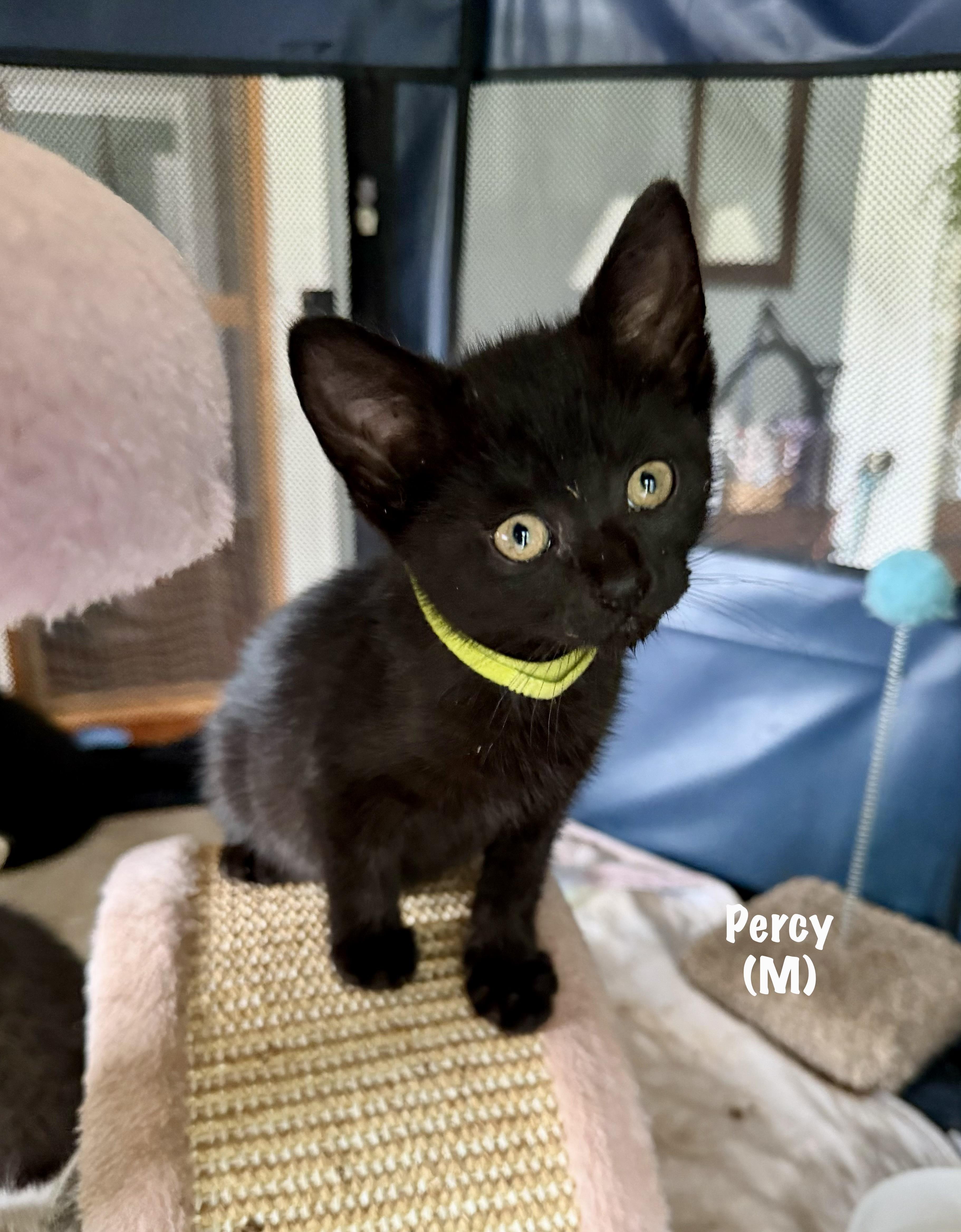 Percy thumbnail 3