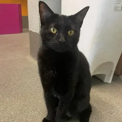 An adult medium-sized female Black Domestic Short Hair cat named Nyxi for adoption in Wichita, KS