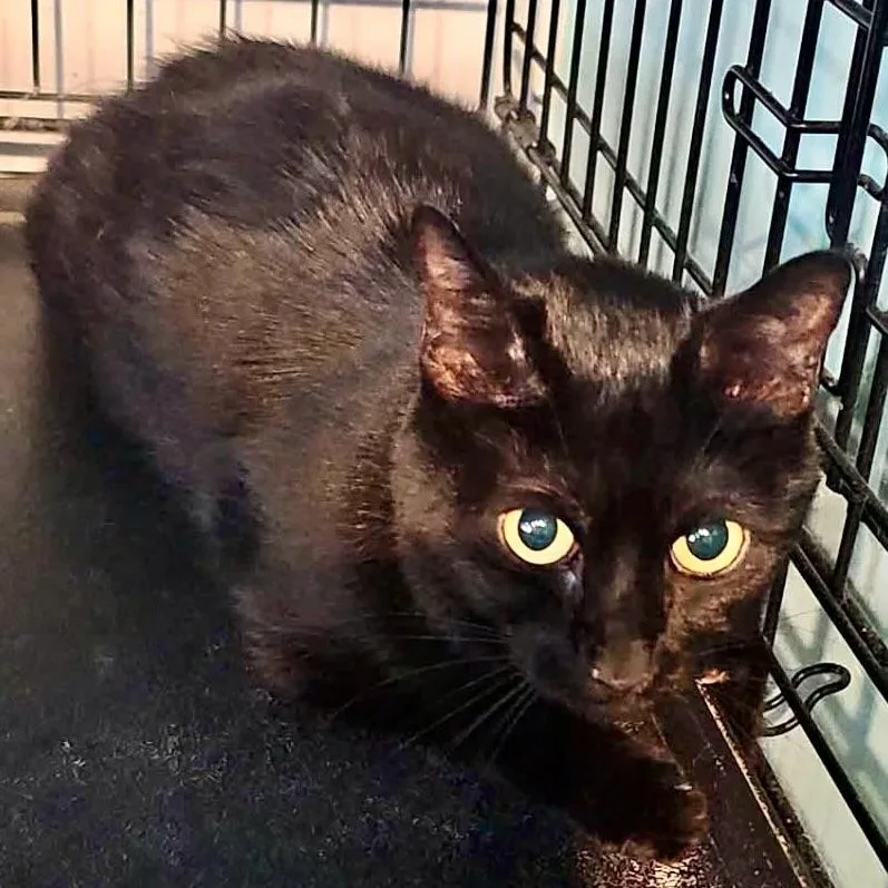 An adult medium-sized female Black Domestic Short Hair cat named CoCo for adoption in Ozone Park, NY