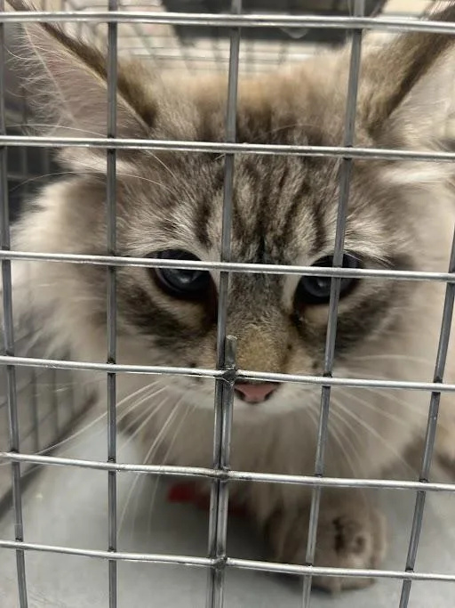 An adult medium-sized male Siamese cat named Gerold for adoption in Las Vegas, NV