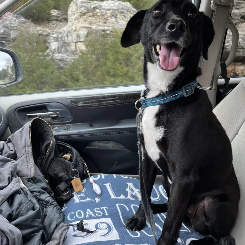 A senior medium-sized male Black Labrador Retriever dog named Buddy for adoption in Reeds Spring, MO