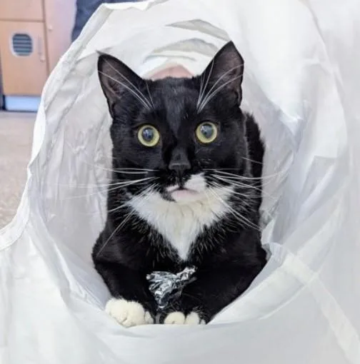 An adult medium-sized male Black & White / Tuxedo Domestic Short Hair cat named Hungry Jack for adoption in Bolingbrook, IL