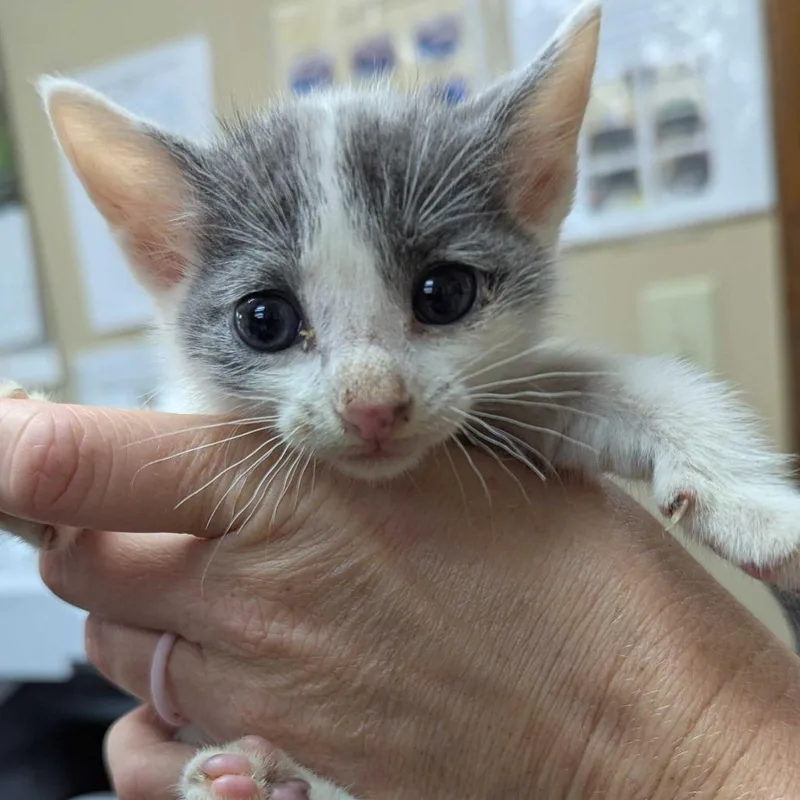 A baby small-sized male White Domestic Short Hair cat named Mr. Binghus for adoption in Valdosta , GA