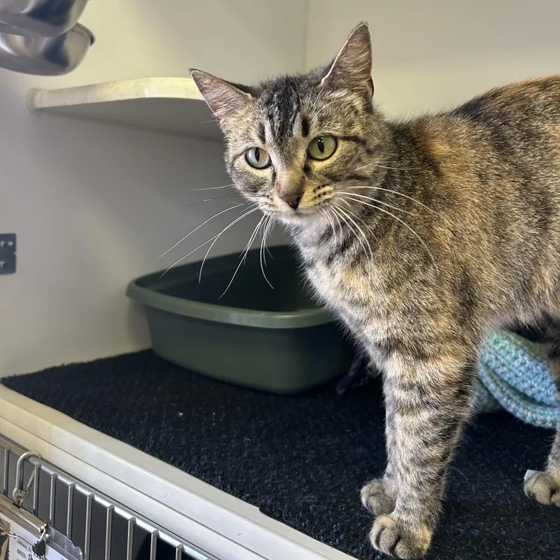 An adult medium-sized female Brown / Chocolate Domestic Short Hair cat named Jenny for adoption in Norfolk, NE