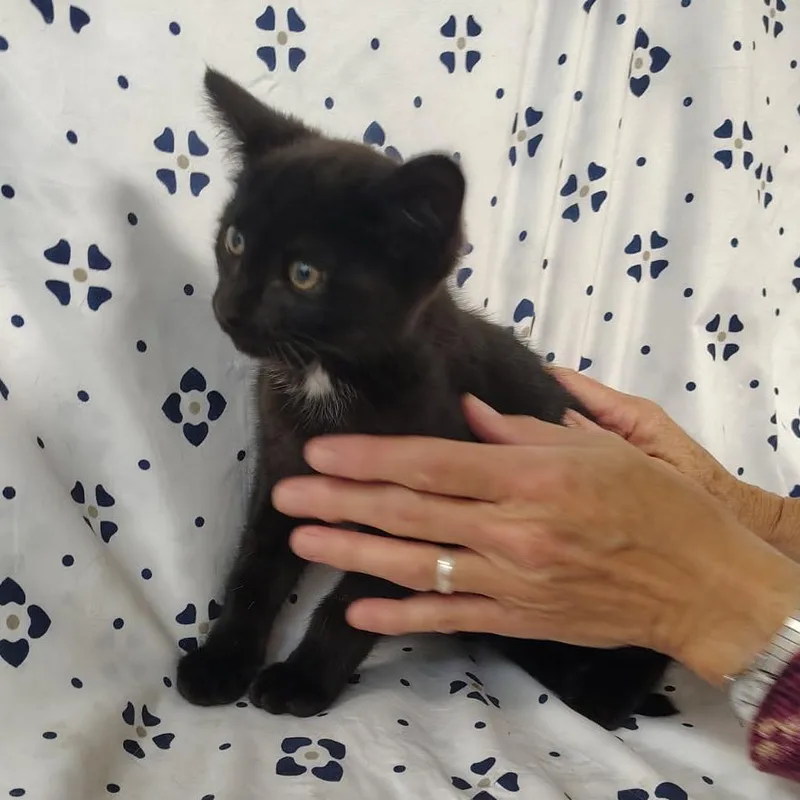 A baby small-sized male Black Domestic Short Hair cat named Acres for adoption in Coos Bay, OR