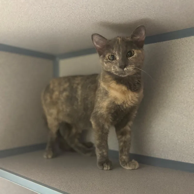 A baby medium-sized female Black Domestic Short Hair cat named Jee for adoption in Marshalltown, IA