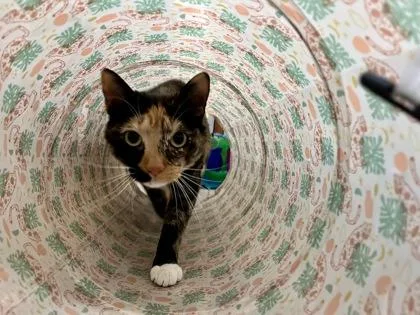 Brooklyn thumbnail 2