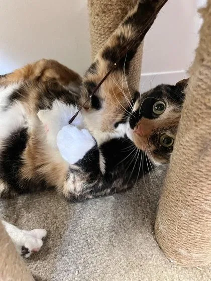 Brooklyn thumbnail 3