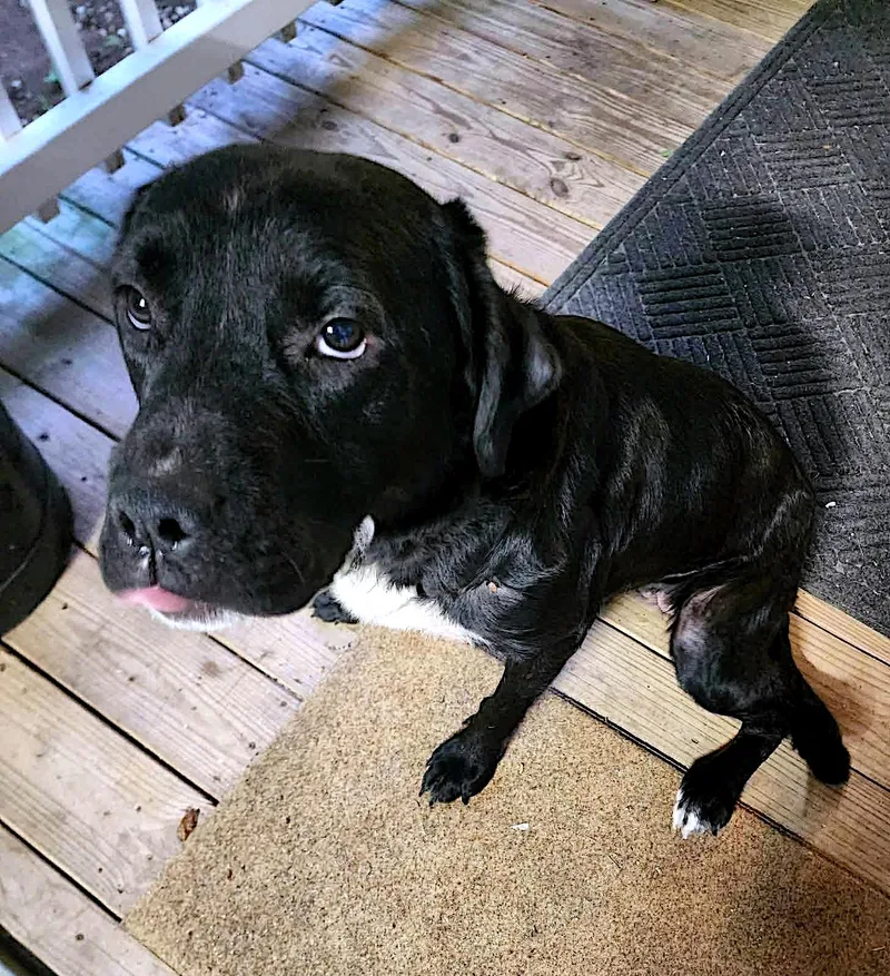 A young large-sized female Black Flat-Coated Retriever dog named Shelby for adoption in Sulphur, KY