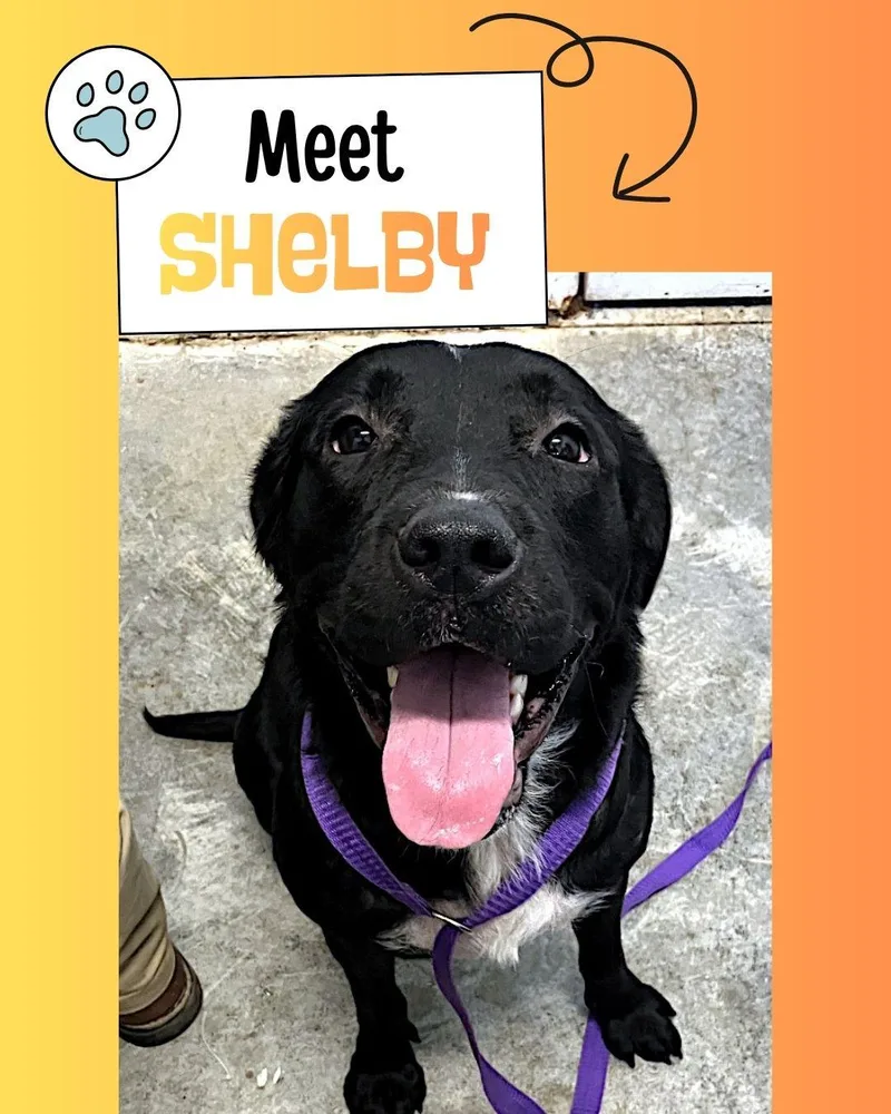 Shelby thumbnail 4