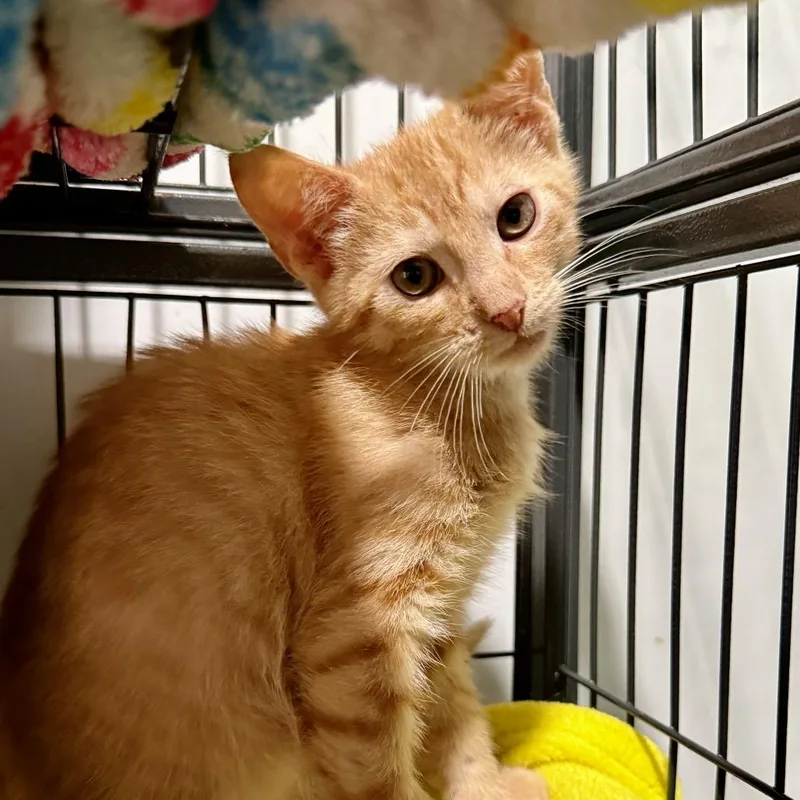 A baby small-sized male Orange / Red Domestic Short Hair cat named Cantaloupe for adoption in New Port Richey, FL