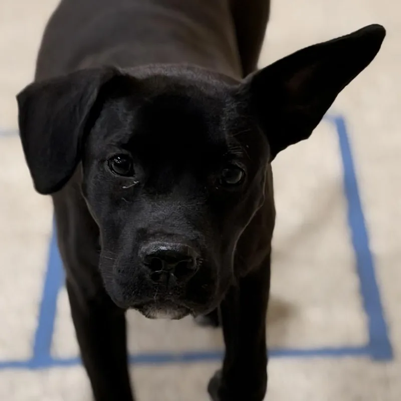 A baby medium-sized female Labrador Retriever dog named April for adoption in Carmel, NY