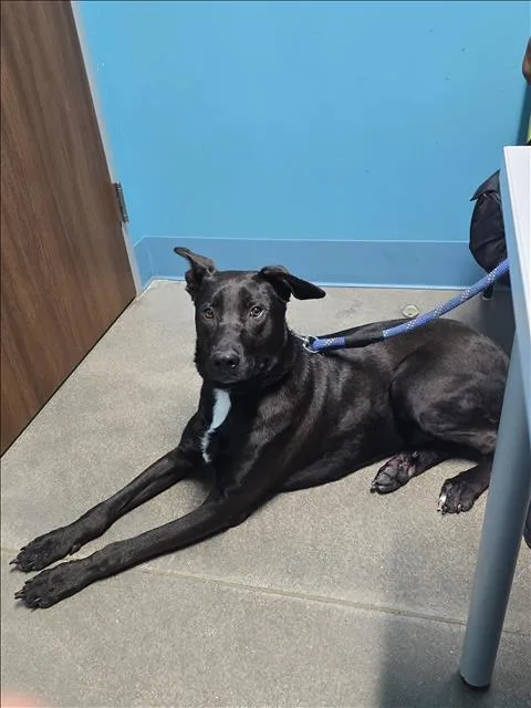 A young medium-sized male Labrador Retriever dog named Drake for adoption in Houston, TX