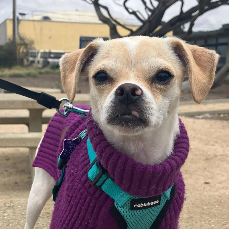 A young small-sized male White / Cream Chihuahua dog named Corona for adoption in San Francisco, CA