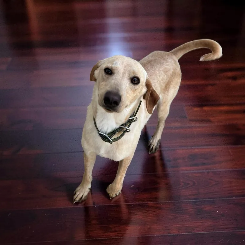 A young small-sized male Yellow / Tan / Blond / Fawn Terrier dog named Milo for adoption in Falmouth, KY