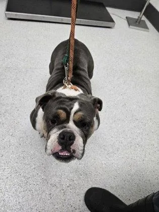 A young medium-sized female English Bulldog dog named Beatrice for adoption in Oakland, CA